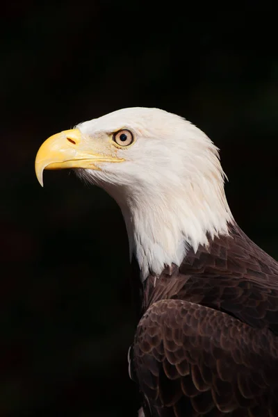 Dramatyczny Portret Śmiałego Orła Haliaetus Leucocephalus Symbol Amerykańskiej Dumy — Zdjęcie stockowe