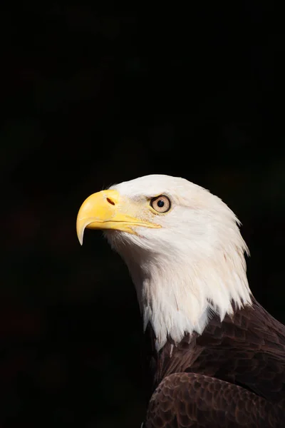 Dramatic Portrait Bold Eagle Haliaeetus Leucocephalus Symbol American Pride — Stock fotografie