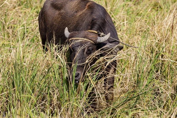 Water Buffalo Feeding Rice Fields Northern Luxon Island Philippines — Stock Photo, Image