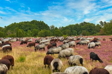 The heather blossom in the Lneburg Heath near Undeloh clipart