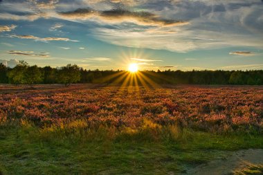 Undeloh yakınlarındaki Lneburg Heath 'de fundalık çiçeği.