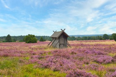 Undeloh yakınlarındaki Lneburg Heath 'de fundalık çiçeği.