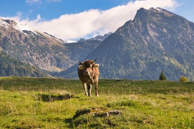 Bavyera ve Avusturya 'da Alplerdeki otlaklarda sığırlar