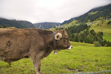 Bavyera ve Avusturya 'da Alplerdeki otlaklarda sığırlar