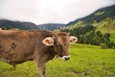 Bavyera ve Avusturya 'da Alplerdeki otlaklarda sığırlar