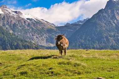 Bavyera ve Avusturya 'da Alplerdeki otlaklarda sığırlar