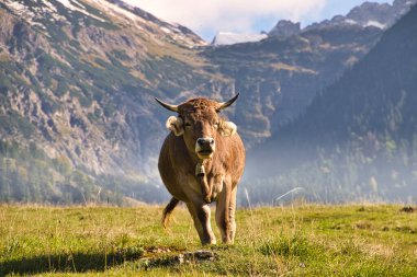 Bavyera ve Avusturya 'da Alplerdeki otlaklarda sığırlar