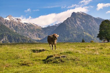 Bavyera ve Avusturya 'da Alplerdeki otlaklarda sığırlar