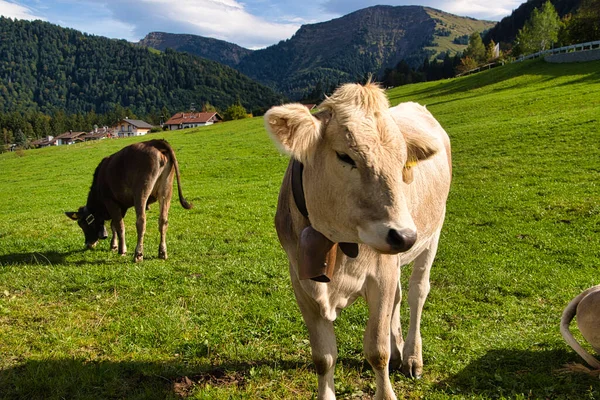 Ganado Pastos Los Alpes Baviera Austria — Foto de Stock