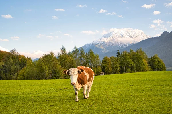Szarvasmarha Alpokban Bajorországban Ausztriában — Stock Fotó
