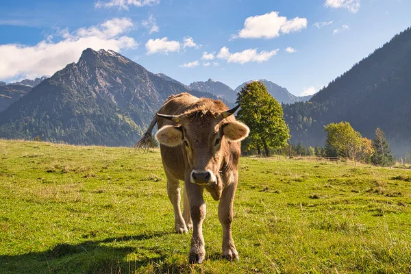Nötkreatur Betesmark Alperna Bayern Och Österrike — Stockfoto