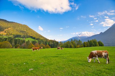 Bavyera ve Avusturya 'da Alplerdeki otlaklarda sığırlar