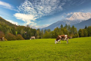 Bavyera ve Avusturya 'da Alplerdeki otlaklarda sığırlar
