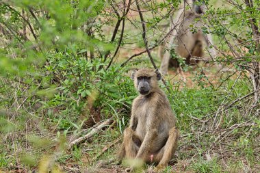 Kenya 'da bir otel kompleksinde maymunculuk oynamak
