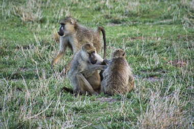 Kenya 'da bir otel kompleksinde maymunculuk oynamak