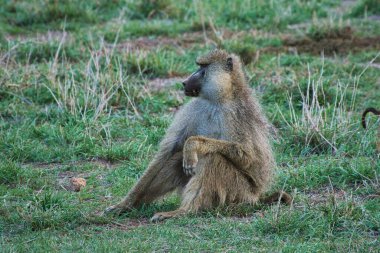 Kenya 'da bir otel kompleksinde maymunculuk oynamak