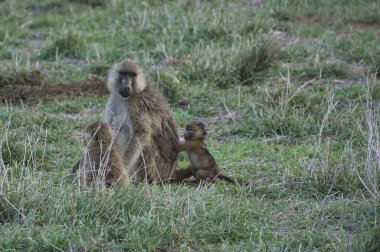 Kenya 'da bir otel kompleksinde maymunculuk oynamak