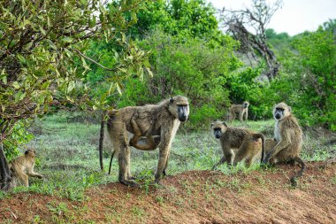 Kenya 'da bir otel kompleksinde maymunculuk oynamak