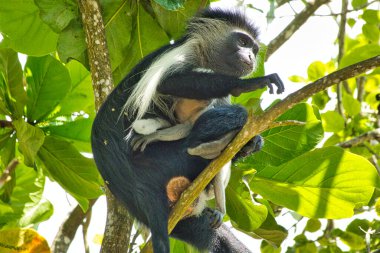 Kenya 'da bir otel kompleksinde maymunculuk oynamak