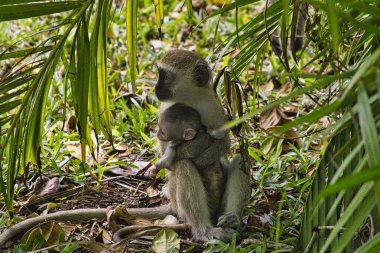 Kenya 'da bir otel kompleksinde maymunculuk oynamak