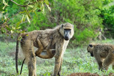 Kenya 'da bir otel kompleksinde maymunculuk oynamak