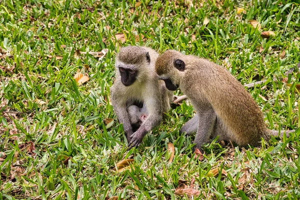 Playing monkeys in a hotel complex in Kenya