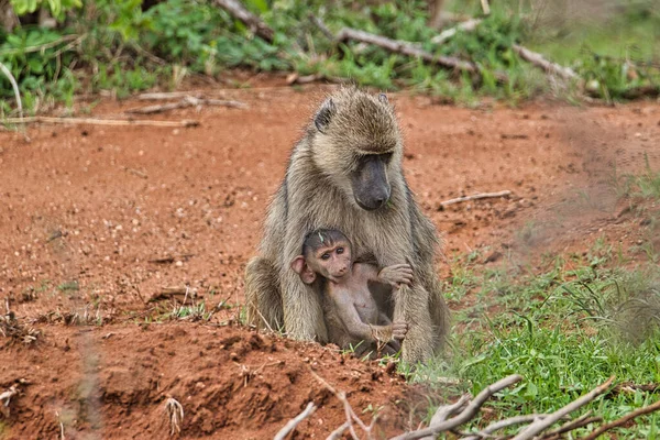 Playing monkeys in a hotel complex in Kenya