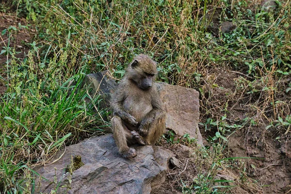 Kenya Bir Otel Kompleksinde Maymunculuk Oynamak — Stok fotoğraf