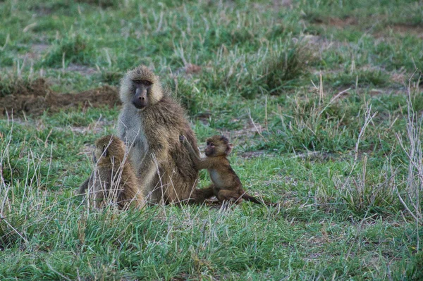 Kenya 'da bir otel kompleksinde maymunculuk oynamak