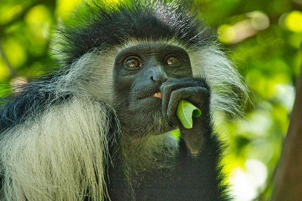 Playing monkeys in a hotel complex in Kenya