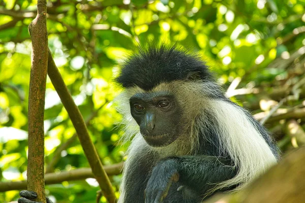 Jogar Macacos Complexo Hoteleiro Quênia — Fotografia de Stock