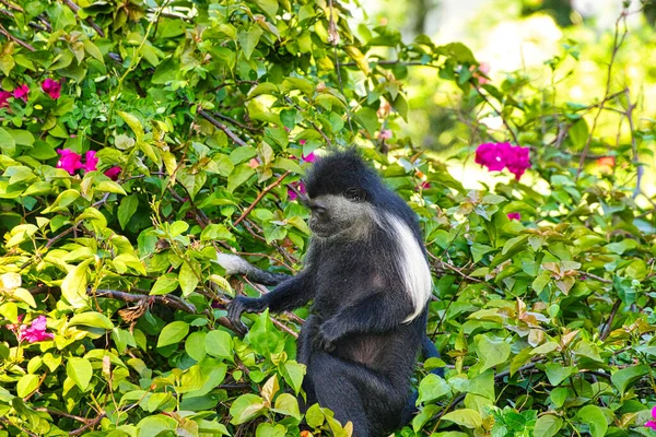 Jogar Macacos Complexo Hoteleiro Quênia — Fotografia de Stock