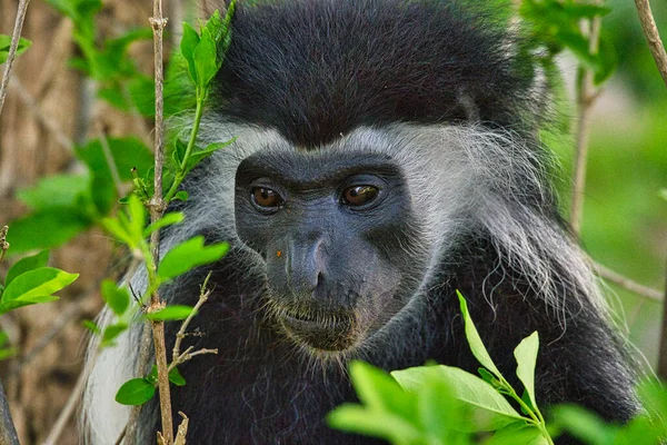 Playing Monkeys Hotel Complex Kenya — Stock Photo, Image
