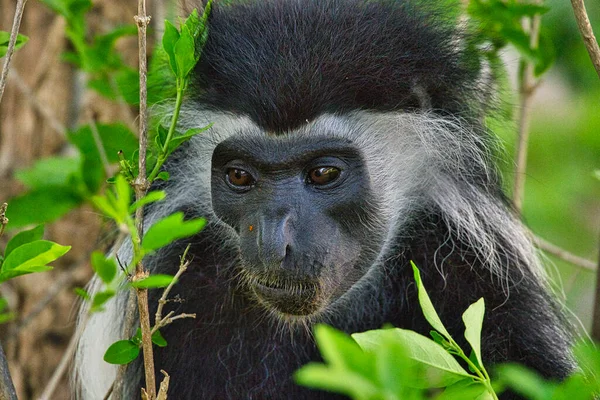 Playing monkeys in a hotel complex in Kenya