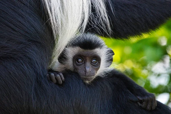 Playing Monkeys Hotel Complex Kenya — Stock Photo, Image