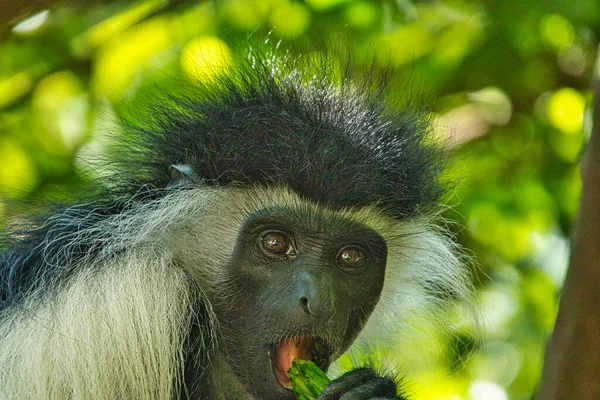 Jogar Macacos Complexo Hoteleiro Quênia — Fotografia de Stock
