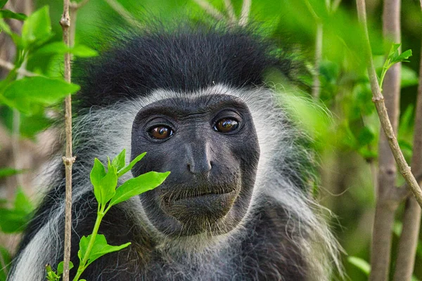 Playing Monkeys Hotel Complex Kenya — Stock Photo, Image