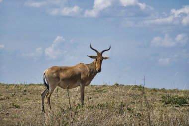 Ulusal Park 'ta antiloplar Tsavo Doğu, Tsavo Batı ve Kenya' da Amboseli