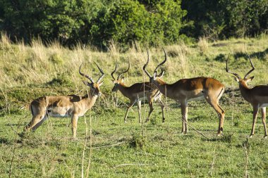 Ulusal Park 'ta antiloplar Tsavo Doğu, Tsavo Batı ve Kenya' da Amboseli