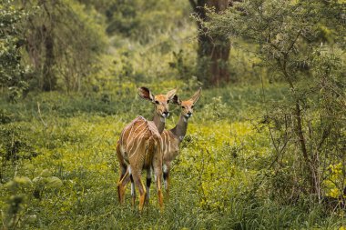 Ulusal Park 'ta antiloplar Tsavo Doğu, Tsavo Batı ve Kenya' da Amboseli
