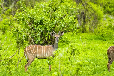 Ulusal Park 'ta antiloplar Tsavo Doğu, Tsavo Batı ve Kenya' da Amboseli