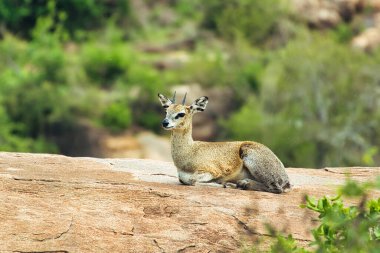 Ulusal Park 'ta antiloplar Tsavo Doğu, Tsavo Batı ve Kenya' da Amboseli