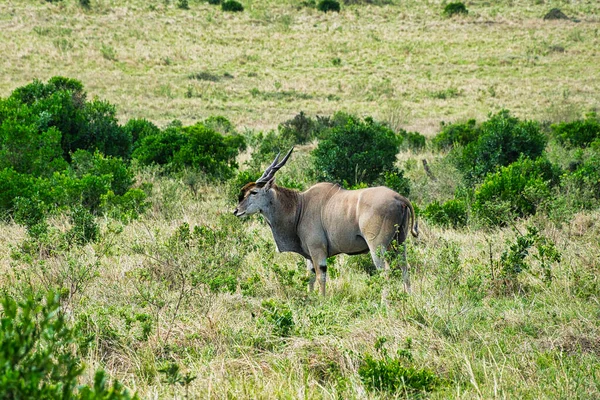 Antelopes Parque Nacional Tsavo Leste Tsavo Oeste Amboseli Quênia — Fotografia de Stock
