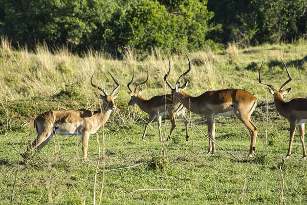 Antelopes National Park Tsavo East Tsavo West Amboseli Kenya — Stock Photo, Image