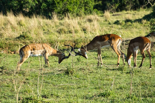 Antelopes Parque Nacional Tsavo Leste Tsavo Oeste Amboseli Quênia — Fotografia de Stock