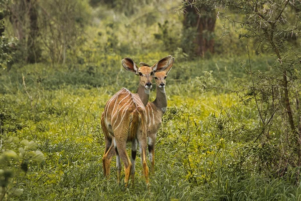 肯尼亚Tsavo East Tsavo West和Amboseli国家公园的羚羊 — 图库照片