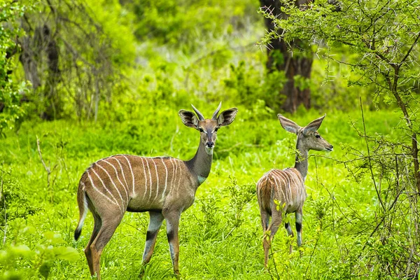 Antelopes Στο Εθνικό Πάρκο Tsavo East Tsavo West Και Amboseli — Φωτογραφία Αρχείου