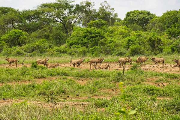 Ulusal Park 'ta antiloplar Tsavo Doğu, Tsavo Batı ve Kenya' da Amboseli
