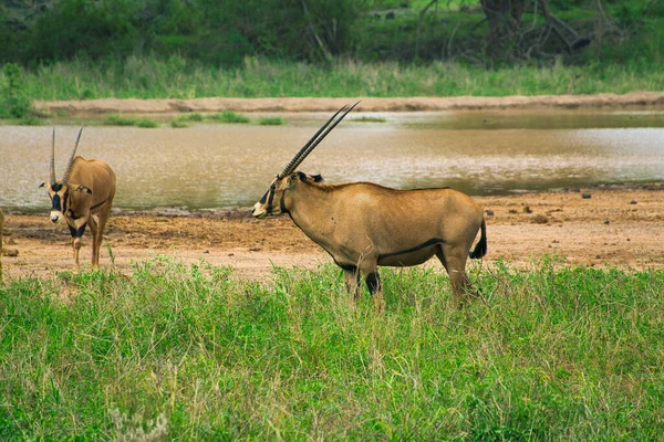 Antelopes Στο Εθνικό Πάρκο Tsavo East Tsavo West Και Amboseli — Φωτογραφία Αρχείου