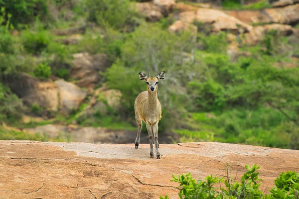 Antilopen Het Nationaal Park Tsavo East Tsavo West Amboseli Kenia — Stockfoto